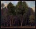 Stand of Trees