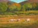Summer Graze