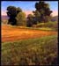 Autumn Pastoral