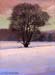 Picnic Tree