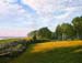 Vineyard View